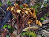 Phaeocollybia attenuata image