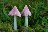 Humidicutis calyptriformis image