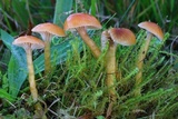 Hygrocybe laeta var. laeta image