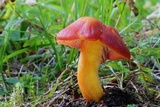 Hygrocybe punicea image