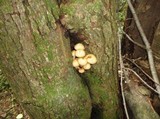 Pholiota squarrosoides image