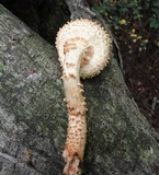 Pholiota squarrosoides image