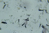 Lyophyllum decastes image