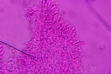 Lyophyllum decastes image