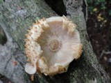 Pholiota squarrosoides image