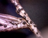Rosellinia herpotrichoides image