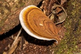 Ganoderma testaceum image