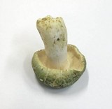 Russula virescens image