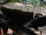 Boletellus ananas image