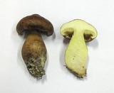 Tricholoma fulvum image