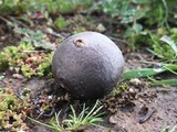 Bovista plumbea image