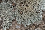 Pyxine subcinerea image