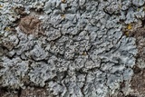 Physcia pumilior image