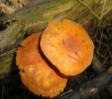 Gymnopilus penetrans image