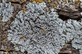Physcia pumilior image