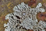 Physcia pumilior image