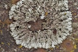 Image of Phaeophyscia kairamoi