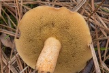 Suillus hirtellus image