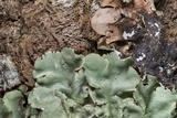 Parmotrema tinctorum image