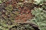 Haematomma persoonii image