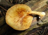 Gymnopilus penetrans image