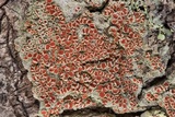 Haematomma persoonii image