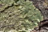Canoparmelia caroliniana image