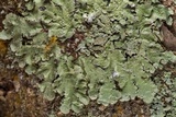Canoparmelia caroliniana image