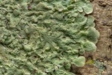 Canoparmelia caroliniana image