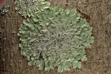 Canoparmelia caroliniana image