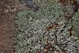 Physcia erumpens image