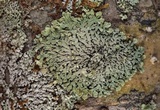 Physcia erumpens image