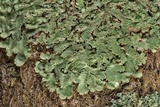 Canoparmelia caroliniana image
