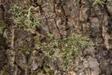 Ramalina sorediosa image
