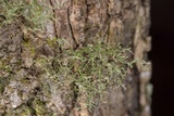 Ramalina sorediosa image