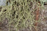 Ramalina sorediosa image