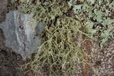 Ramalina sorediosa image