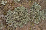 Pyxine subcinerea image