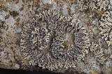 Phaeophyscia hirsuta image