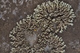 Phaeophyscia hirsuta image