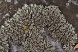 Phaeophyscia hirsuta image
