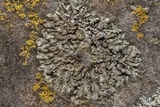 Phaeophyscia hirsuta image