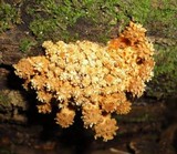 Pholiota squarrosa image