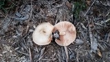 Pluteus petasatus image