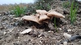 Pluteus petasatus image