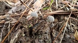 Parasola leiocephala image