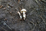 Rhodocollybia maculata image