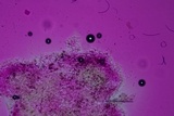 Rhodocollybia maculata image