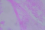 Rhodocollybia maculata image