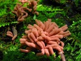 Arcyria oerstedii image
